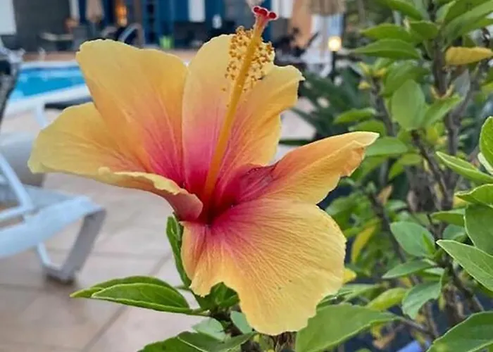 Villa Our Soleada Cosy&flowery, Heated Pool