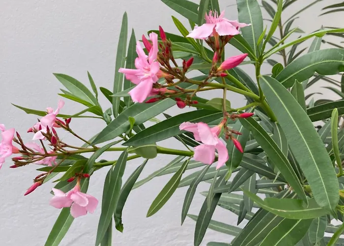 Our Soleada Cosy&flowery, Heated Pool *